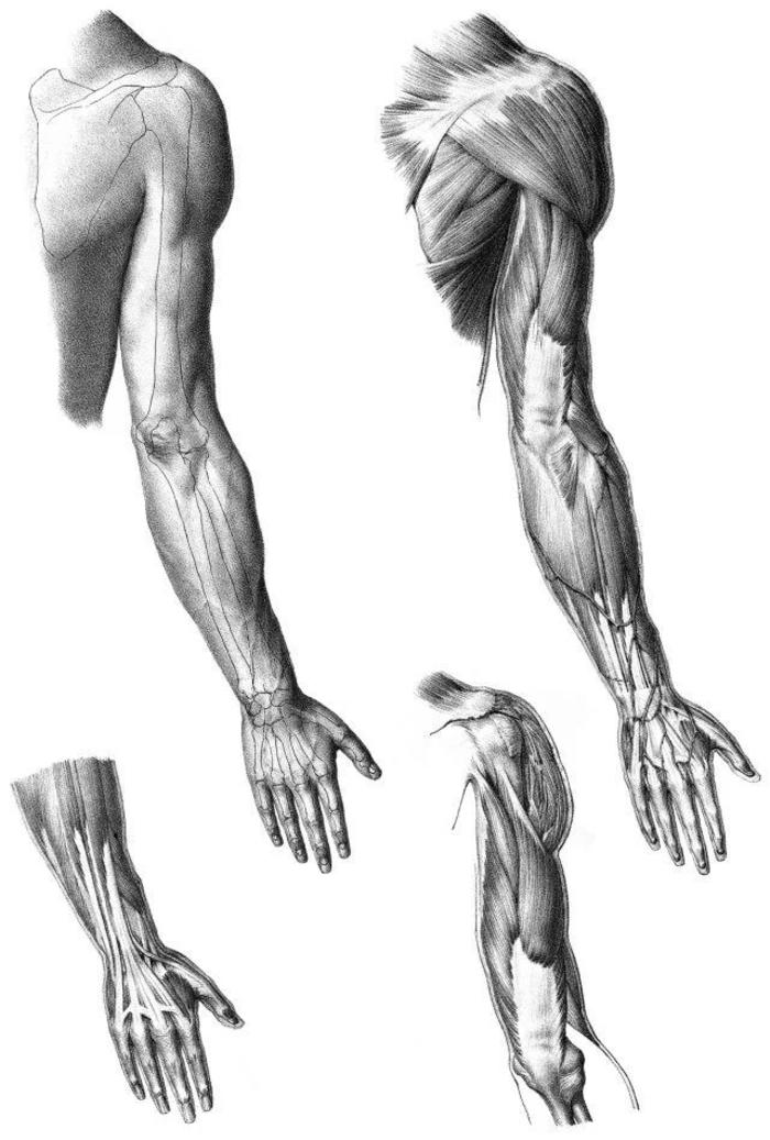 一组很棒的肌肉参考，学会了才能画好人体插画图片壁纸
