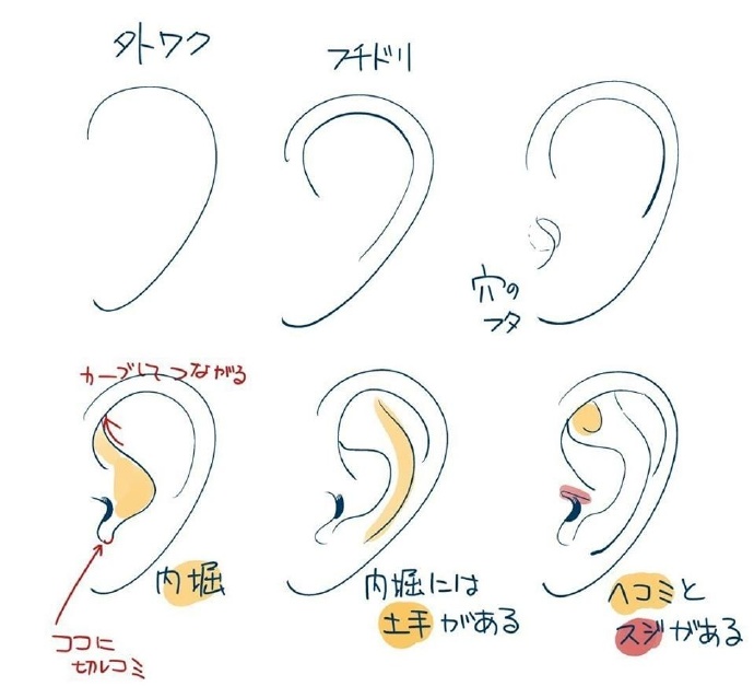 耳朵的构造五官绘画素材