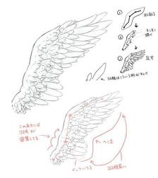 翅膀的画法参考，学画画插画图片壁纸