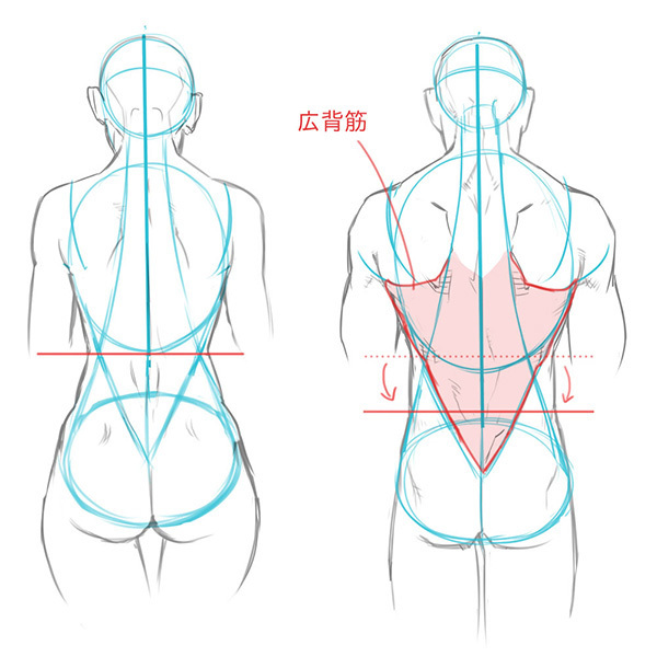 人体背部结构解析,背部画得不多但也不能忽视插画图片壁纸