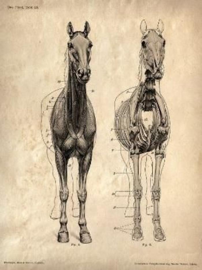动物结构-马插画图片壁纸