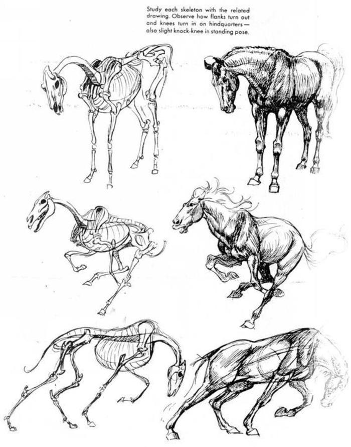 动物结构-马插画图片壁纸