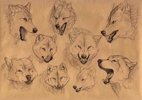 动物结构-狼，    ）插画图片壁纸
