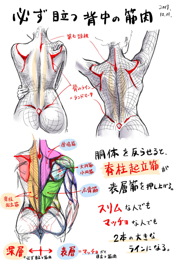 日系动漫人体肌肉骨骼结构绘画参考插画图片壁纸