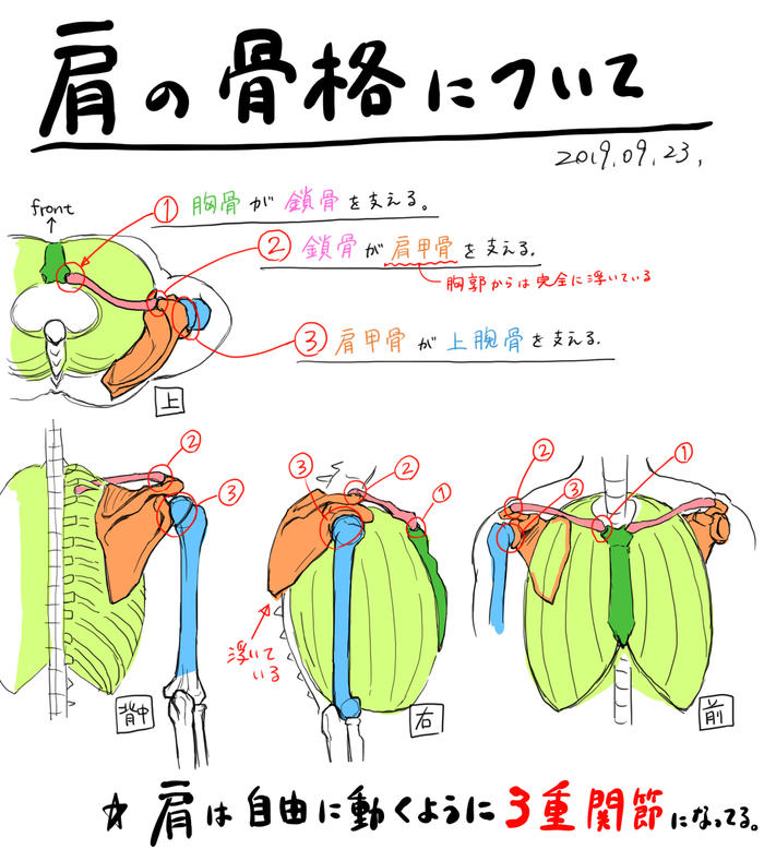 日系动漫人体肌肉骨骼结构绘画参考插画图片壁纸