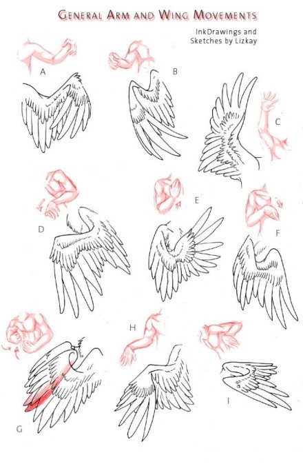 漫画翅膀画法图片