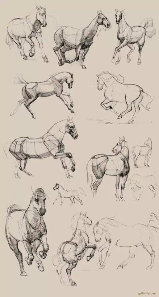 马的画法，我喜欢第4张插画图片壁纸