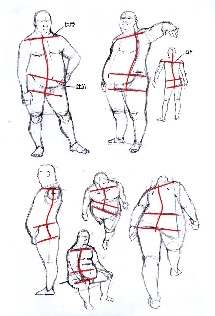 但是讲得都是要点,再配上一个胖子比例示范图,多研究吧  插画图片壁纸