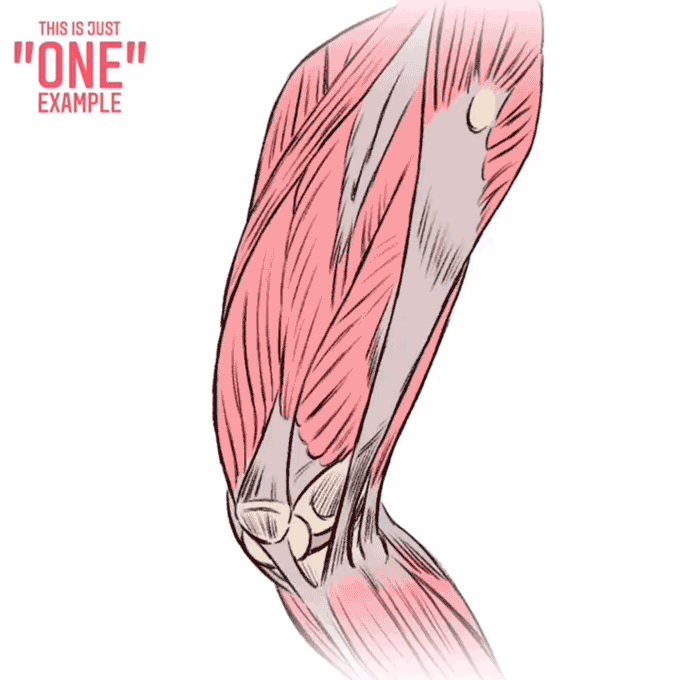 每个截图都是新素材，人体肌肉结构图干货收藏，Adrien Gromelle 插画图片壁纸