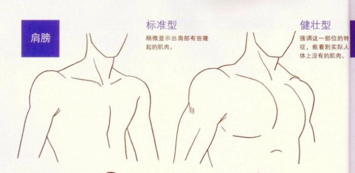 标准型男性/健壮型男性身体肌肉的画法插画图片壁纸