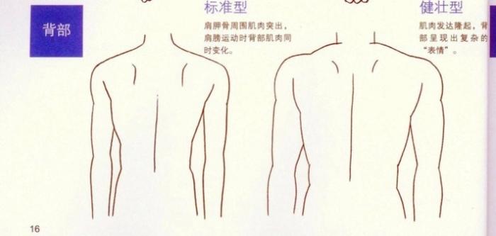标准型男性/健壮型男性身体肌肉的画法插画图片壁纸