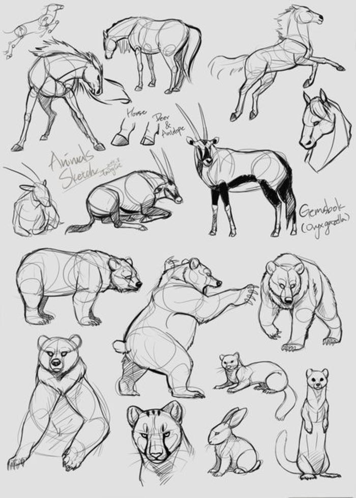 动物绘画参考素材插画图片壁纸