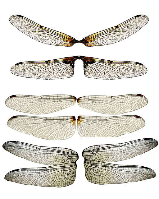 昆虫翅膀素材插画图片壁纸
