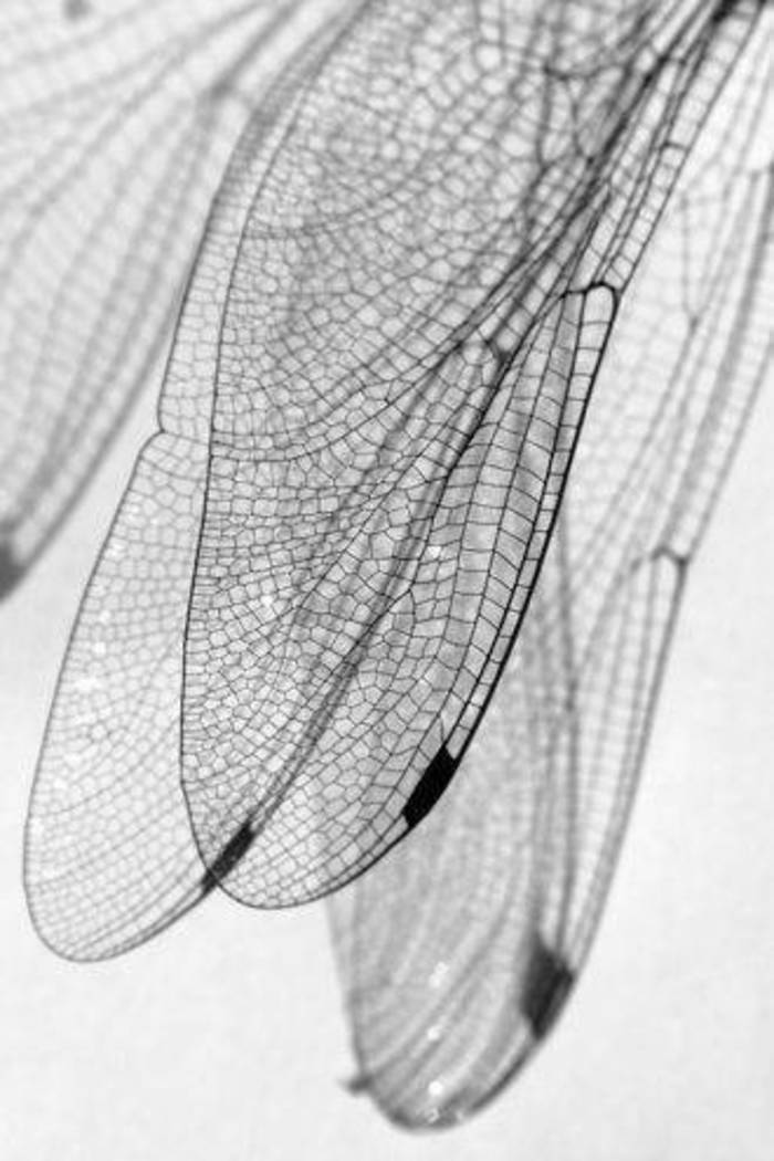 昆虫翅膀素材插画图片壁纸