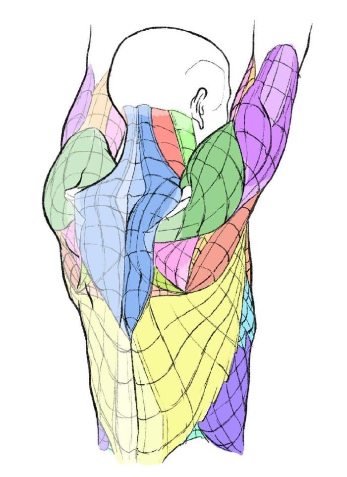 人体结构参考，肌肉、驱赶线条素材，噢 插画图片壁纸
