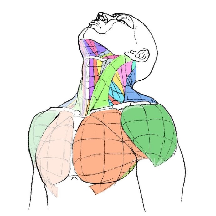 人體結構參考,肌肉,驅趕線條素材,噢