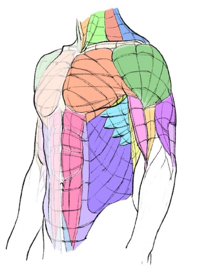 人体结构参考，肌肉、驱赶线条素材，噢 插画图片壁纸