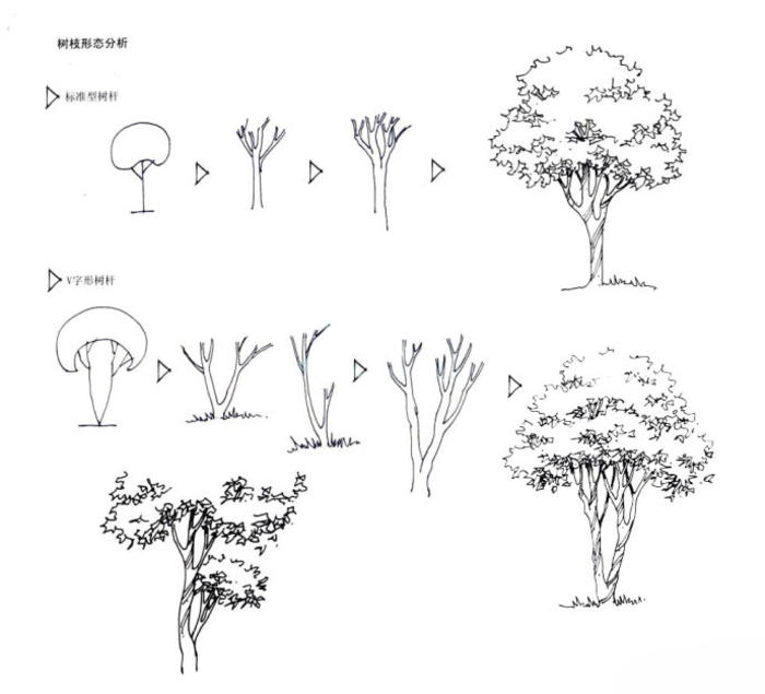 一些树木的画法 插画图片壁纸