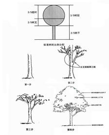 一些树木的画法 插画图片壁纸