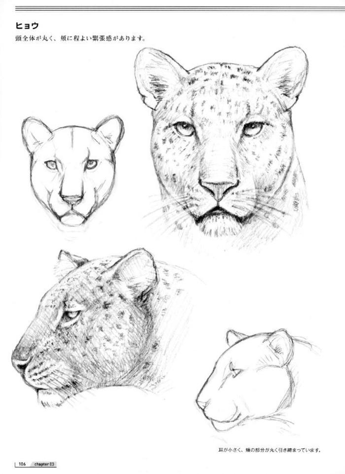 猫科动物的画法，铃木真理插画图片壁纸