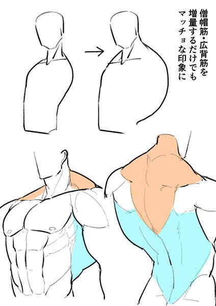 人体结构解析与肌肉绘制参考学画画