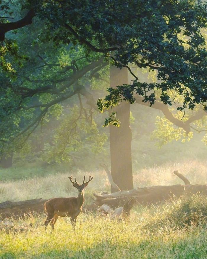 林深时见鹿，光影感很美腻插画图片壁纸