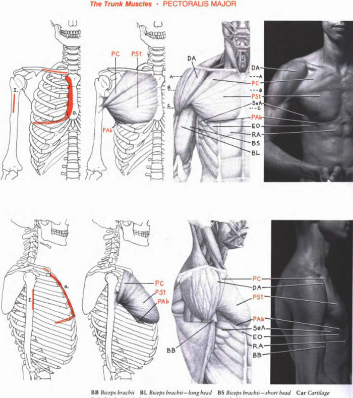 人体肌肉参考插画图片壁纸