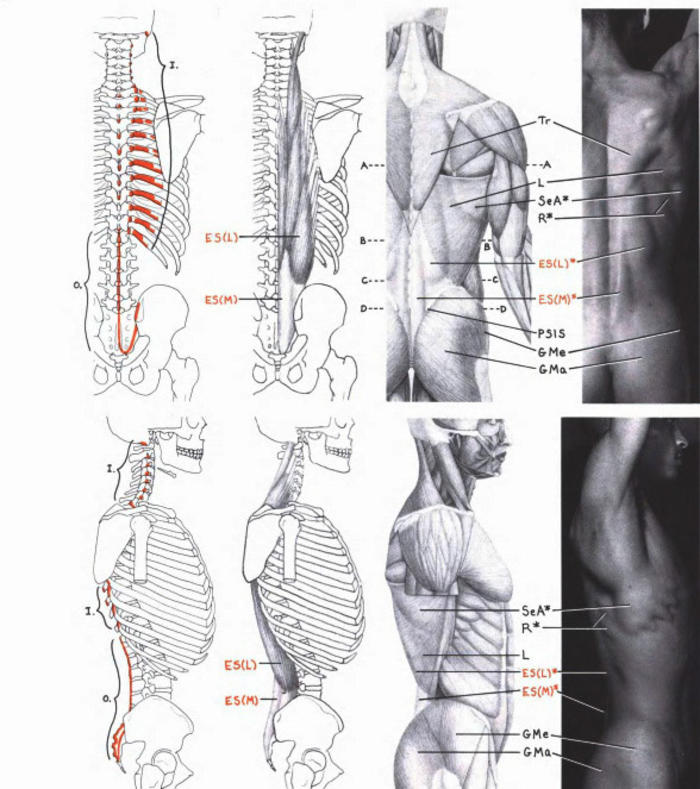 人体肌肉参考插画图片壁纸