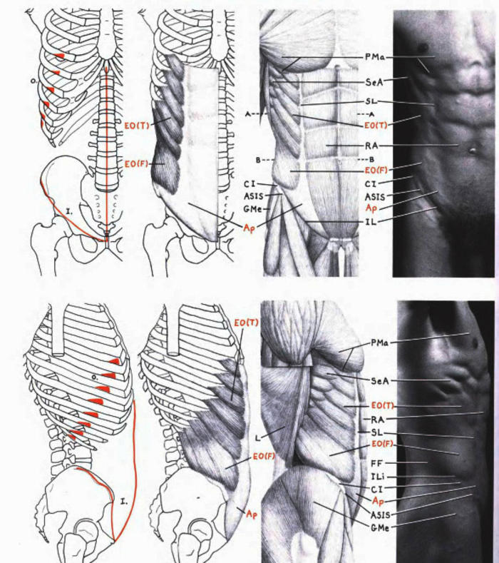 人体肌肉参考插画图片壁纸