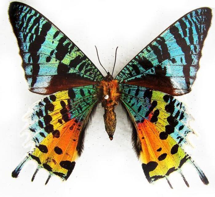 昆虫参考-蝴蝶 插画图片壁纸