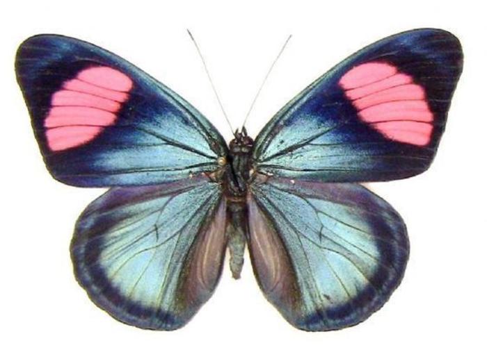 昆虫参考-蝴蝶 插画图片壁纸