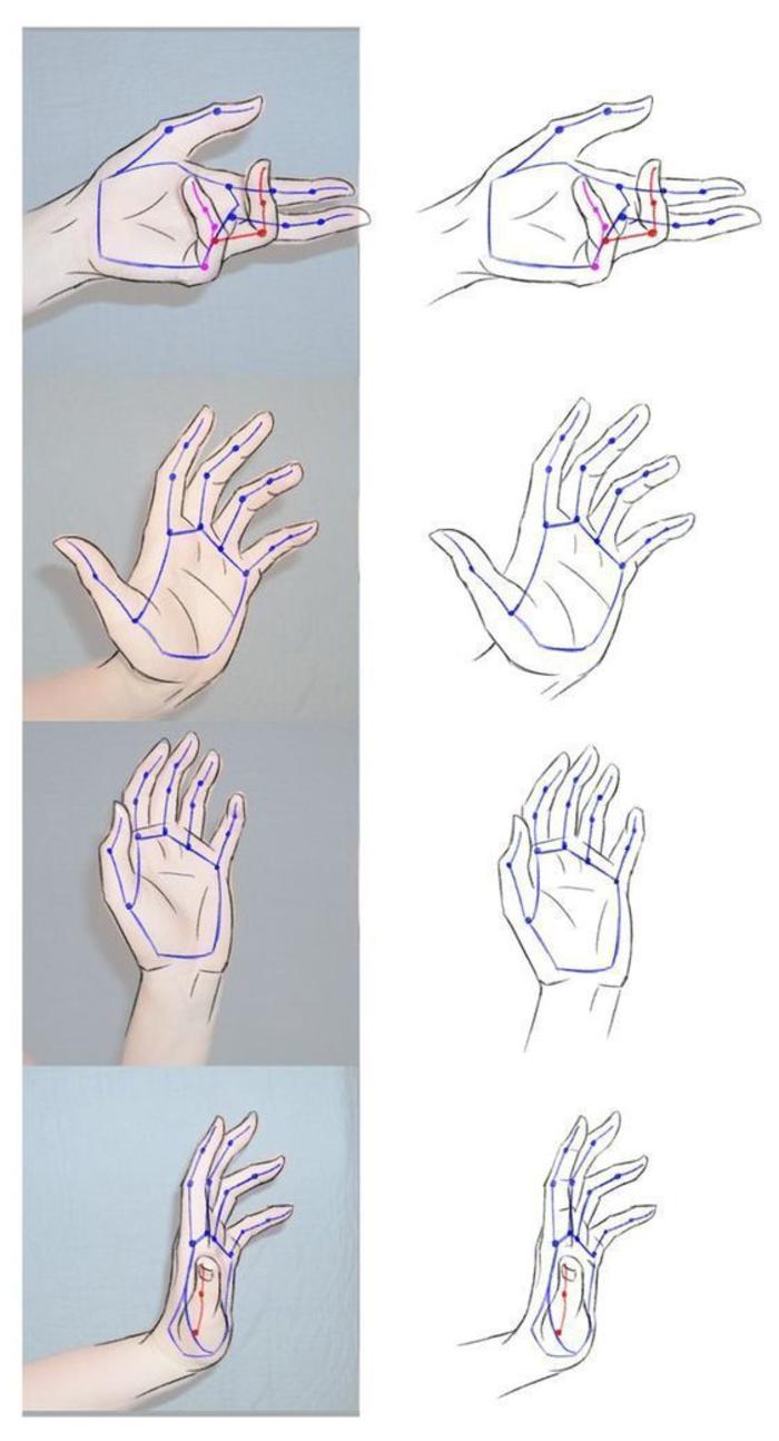 手的不同受力姿势与关节位置，学画画 插画图片壁纸