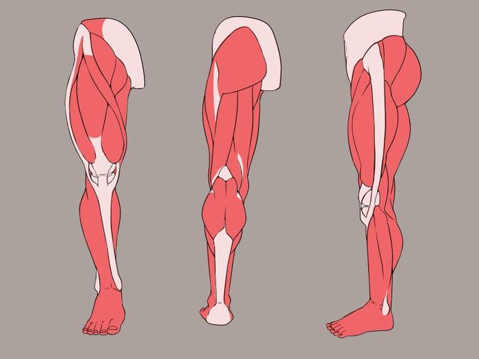 虽然你没有肌肉，但学画画，人体是必须掌握的，分享一组素材。加油吧 插画图片壁纸