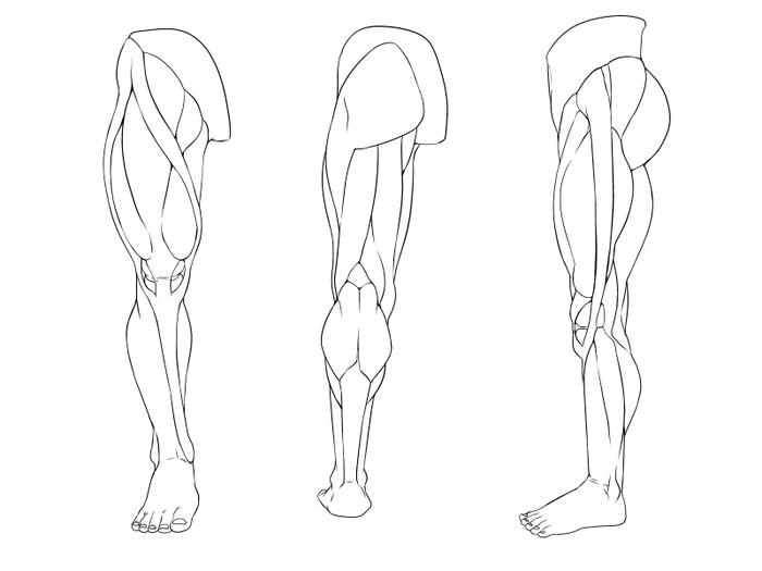 虽然你没有肌肉，但学画画，人体是必须掌握的，分享一组素材。加油吧 插画图片壁纸