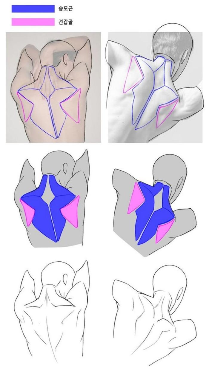 人体背部肌肉的画法表现，学画画插画图片壁纸