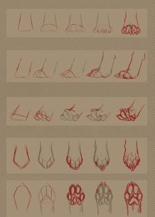 动物爪子的画法参考 插画图片壁纸