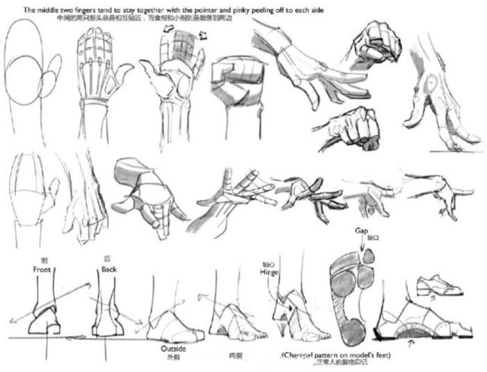pachurz同学将他的人生导师课堂上的教学内容分享给大家，有关于人体躯干、下肢、肩、颈、脚，有相当多有用的知识点插画图片壁纸