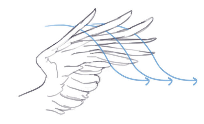 翅膀的画法参考，需要的时候不用再找啦 插画图片壁纸