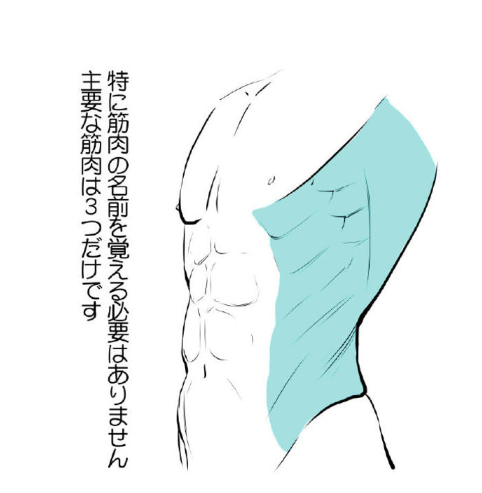 腹肌结构 你搞懂了吗，来一组壮硕的腹肌的绘画参考插画图片壁纸