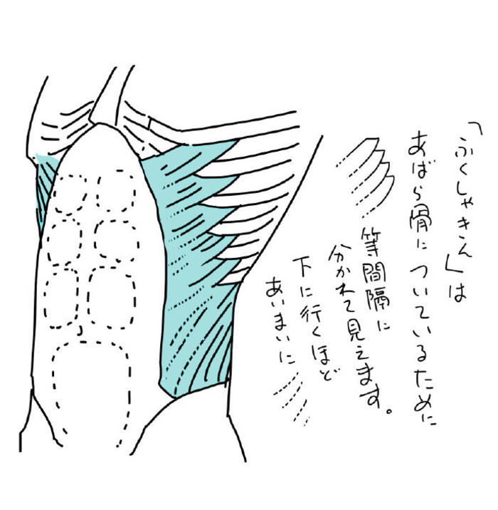 腹肌结构 你搞懂了吗，来一组壮硕的腹肌的绘画参考插画图片壁纸