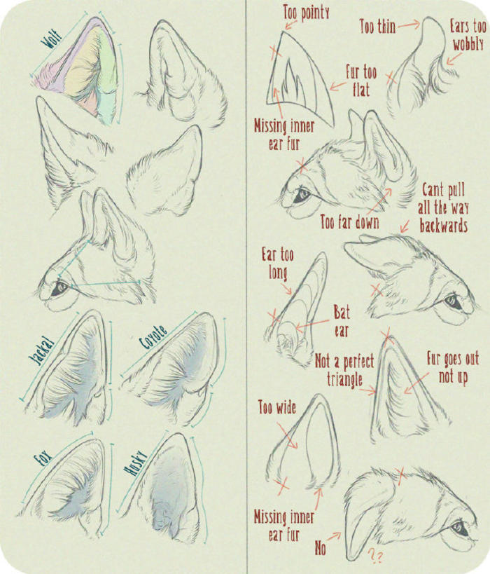 一组动物肢体部件绘画参考素材，画动物用得上插画图片壁纸