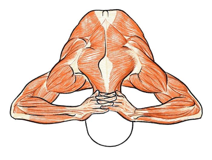 人体肌肉解析参考，干货 Twitter：kato_anatomy 插画图片壁纸