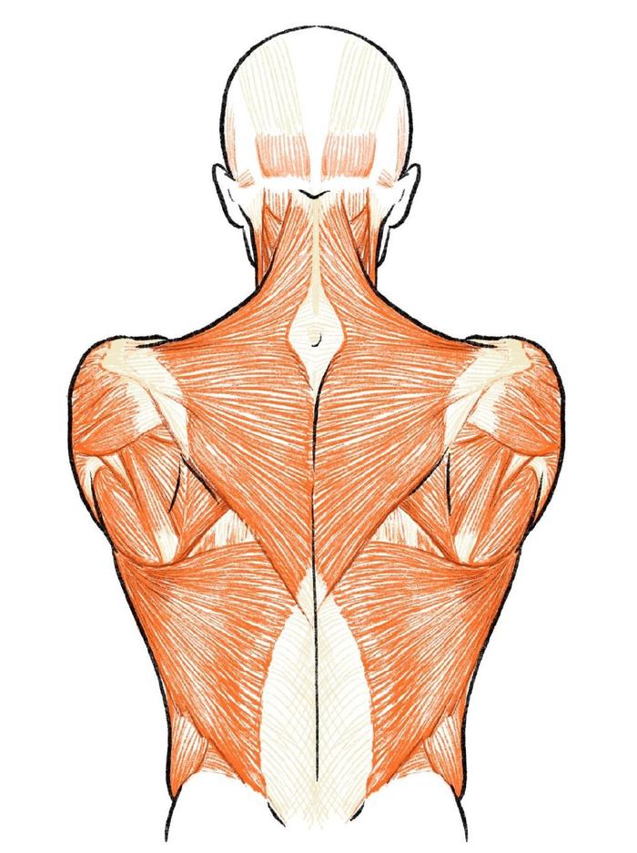 人体肌肉解析参考，干货 Twitter：kato_anatomy 插画图片壁纸