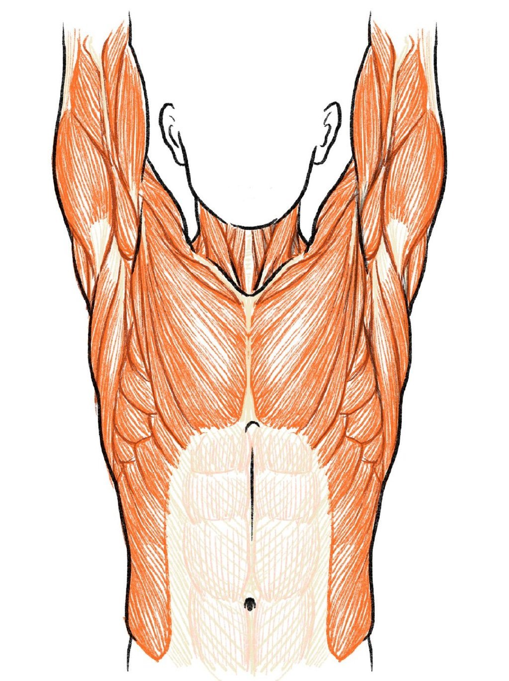 人体肌肉解析参考干货twitterkatoanatomy