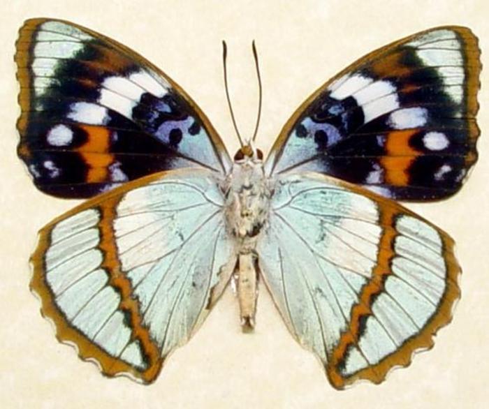 昆虫参考-蝴蝶插画图片壁纸
