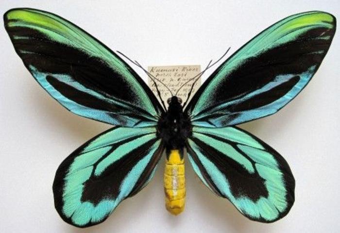 昆虫参考-蝴蝶插画图片壁纸