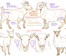 9款不同动物的绘制参考素材。 ​​​​p站画师こみち，pid=2322142