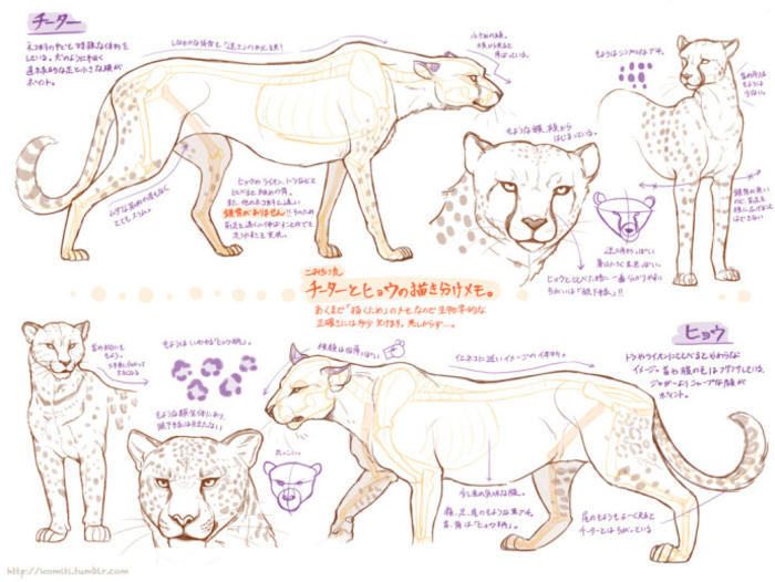 9款不同动物的绘制参考素材。 ​​​​p站画师こみち，pid=2322142插画图片壁纸