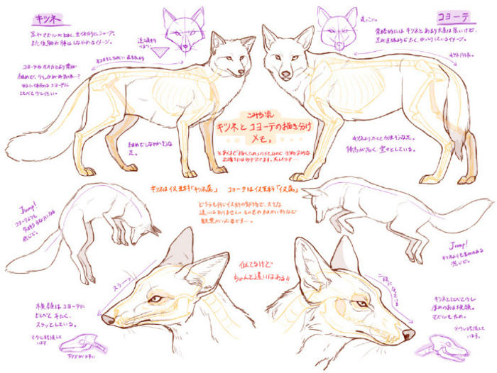 9款不同动物的绘制参考素材。 ​​​​p站画师こみち，pid=2322142插画图片壁纸
