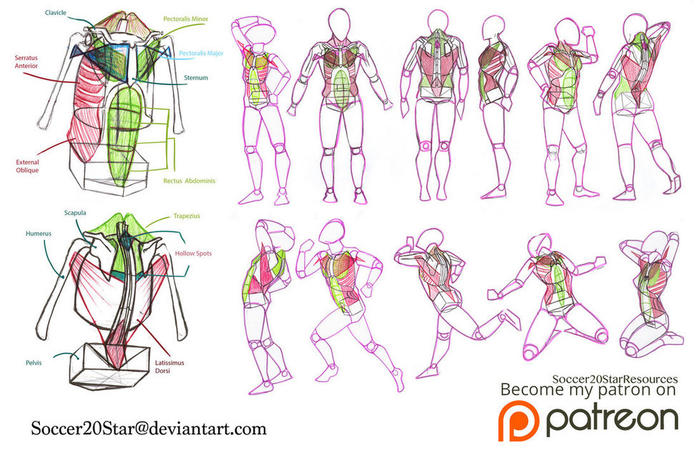 100种人体姿势练习参考素材，多角度，详细解刨人体。插画图片壁纸